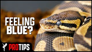 What You Dont Know About Snake Sheds  Important [upl. by Attela]