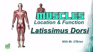 Latissimus dorsi Muscles Location amp Function [upl. by Accber]