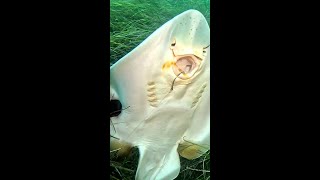 Kindhearted diver frees fiddler ray from fishing hook [upl. by Karame844]