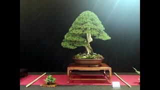 Cupressus sempervirens bonsai by Danilo Di Benedetto [upl. by Olinde]