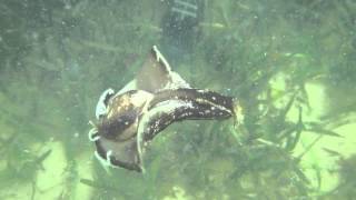 Sea hare swimming [upl. by Suiravad859]