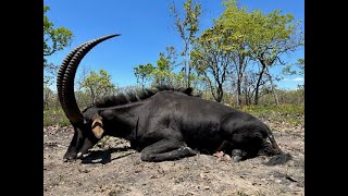 Roosevelt Sable hunt 318 Westley Richards outfitted by Cabassa Safaris Niassa Mozambique [upl. by Harbert674]