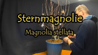 Sternmagnolie  Magnolia stellata [upl. by Beora939]