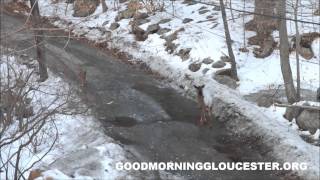 2 Coyotes vs 1 Deer Filmed In West Gloucester By Shawn Henry [upl. by Ecinom]