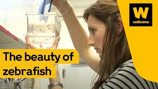 Science and beauty and the zebrafish  Wellcome [upl. by Ahsinroc]