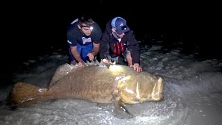 Fishing for Giant Goliath Grouper from the Beach  4K [upl. by Therine]