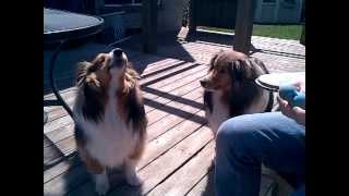 shelties howling one normal and the other is chewbacca [upl. by Drogin]