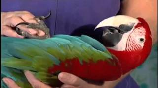 Macaws  Petco Pets [upl. by Aslehc]