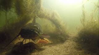 Nesting Catfish Brown Bullhead [upl. by Rumit]