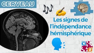 🧠 Quand les hémisphères cérébraux ne se parlent plus  Le corps calleux  Cerveau2 [upl. by Adnolahs255]