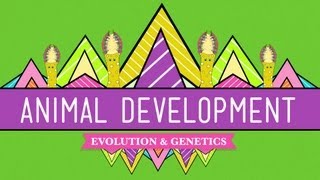 Animal Development Were Just Tubes  Crash Course Biology 16 [upl. by Ettenhoj709]