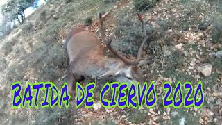 💥 BATIDA DE CIERVO 2020 batida de gestion en la rioja 💥 CAZA DE VENADOS 🦌 2020 LANCES CON GOPRO [upl. by Schluter]