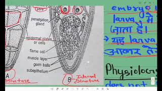 Life Cycle And Development Of Fasciola hepatica  All Larva State [upl. by Haisoj]