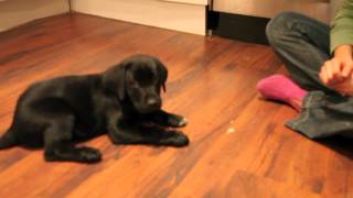 Black lab training at 8 to 9 weeks [upl. by Riabuz]