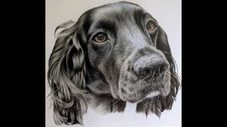 Drawing of Cocker spaniel in coloured pencil Part 6 Drawing spaniel ears partial time lapse tutorial [upl. by Nosyarg178]