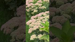 Autumn Joy Sedum perennials sedum floweringplant [upl. by Dyrrej]