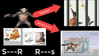 theories of learning Gestalt vs behaviourism operant vs classical conditioning نظريات التعلم [upl. by Neroc]