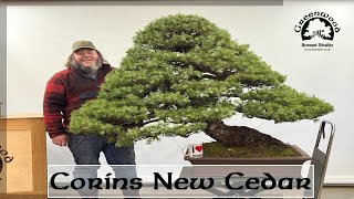 Corins New Cedar  Greenwood Bonsai [upl. by Sellihca942]