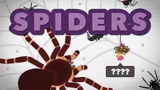 Spider Species Size Comparison  The Biggest and Deadliest [upl. by Eniwtna593]