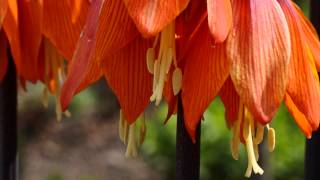 FULL HD Fritillaria imperialis Szachownica cesarska [upl. by Elka937]