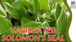 Variegated Solomons Seal Polygonatum odoratum Care Guide and Tips 🌿🌸 [upl. by Ob]