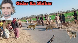 Geedar Full Badmash Ban Giya  Gidar Vs Dog Fight 2024 [upl. by Hollah]