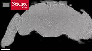 Snippet Researchers image an entire fly brain in minute detail [upl. by Inavoj851]