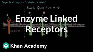 Enzyme Linked Receptors  Nervous system physiology  NCLEXRN  Khan Academy [upl. by Thomasine]