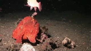 Crazy Giant Frogfish eats Cardinalfish whole [upl. by Zere]