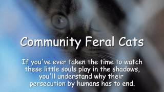 Community Feral Catsavi [upl. by Osgood806]