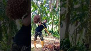 Palm plantation work is difficult but the income is goodviralshortpalmtreesmalaysiafruit [upl. by Alla951]