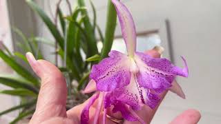 Brassavola Cucullata X Blc Empress Worsley and Bc Tiger lily [upl. by Akcimehs84]