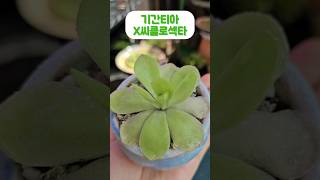 벌레잡이제비꽃 기간티아X씨클로섹타 식충식물 pinguicula plants gardening bugs flowers 🌱💚 [upl. by Eetsim]