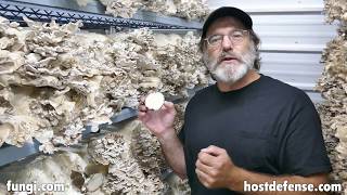 Paul Talks About Maitake Mushrooms [upl. by Konopka257]