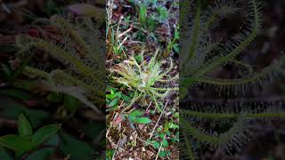 Drosera indica subscribe viralvideo [upl. by Nazario596]