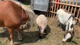 Kinds of animals bonne fête des acadiens shorts Endaypamz Channel [upl. by Adham]