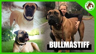 The Bullmastiff The Dog You Need To Know [upl. by Hildebrandt82]