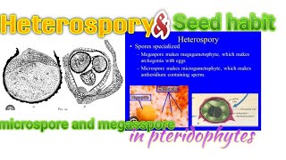 biology  Heterospory and Seed habit  inpteridophytes [upl. by Yelreveb]