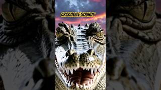 Crocodile Sounds shorts  Crocodile Roars [upl. by Ibrad54]