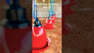 Kodi Raja Farming Day 71 krf kodirajafarming kodiraja drinkers fit chesam sample check ki [upl. by Meryl]