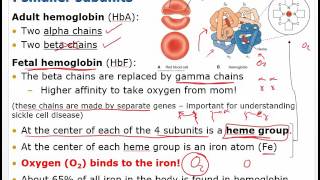 Why red blood cells have no nucleus and mechanism of its removal [upl. by Dacy]