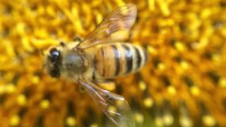 honey bee stealing pollen from a sweat bee [upl. by Worlock749]