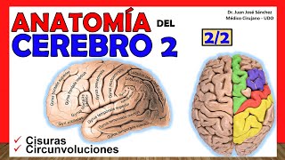 🥇 ANATOMÍA DEL CEREBRO 22 Telencéfalo ¡Explicación Sencilla [upl. by Folger]