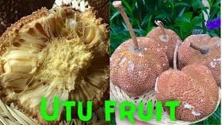 UTU FRUIT HOW TO OPEN AND EAT THIS RARE FRUIT [upl. by Sheba163]