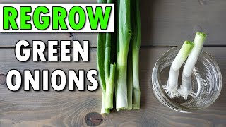 How To Regrow Green OnionsAnd Beyond [upl. by Acinat59]