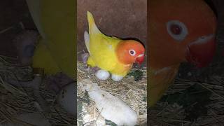 How to check African lovebirds egg fertility 🥚🥚🐣 [upl. by Parlin]