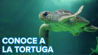 Cómo viven las tortugas marinas  Vídeos de animales para niños [upl. by Haldes942]