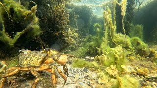 Baltasound Crabs July 2024 [upl. by Nwahsiek]