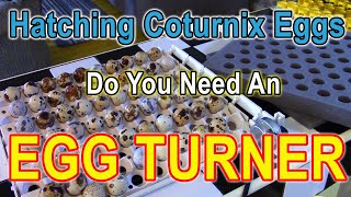 Hatching Coturnix Quail Eggs  Do You Really Need an Egg Turner [upl. by Assek]