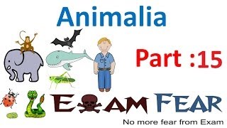 Biology Animalia part 15 Annelida CBSE class 11 XI [upl. by Allenod126]